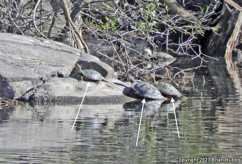 Red-eared Slider (Trachemys scripta elegans)