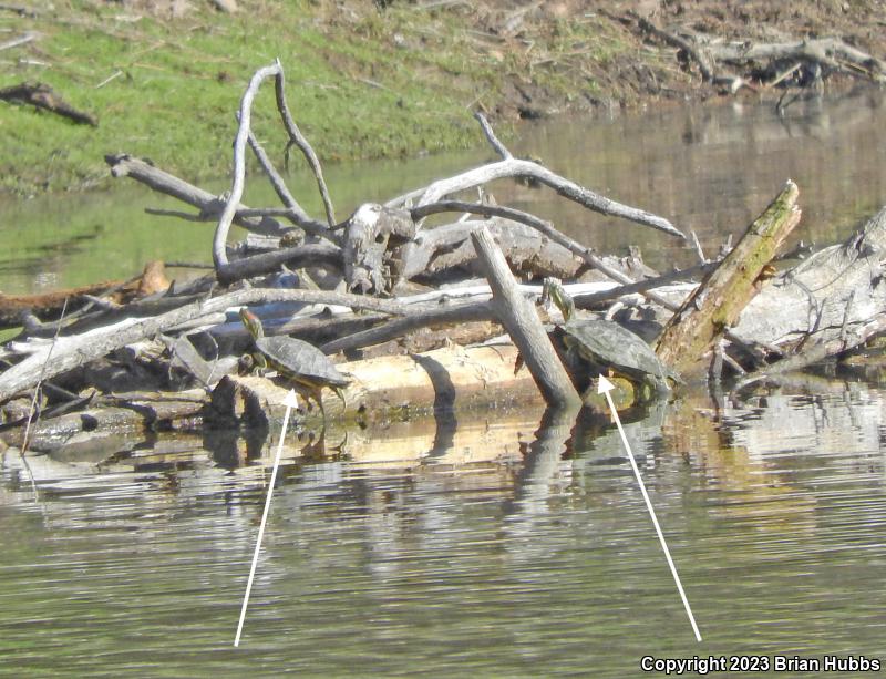 Red-eared Slider (Trachemys scripta elegans)