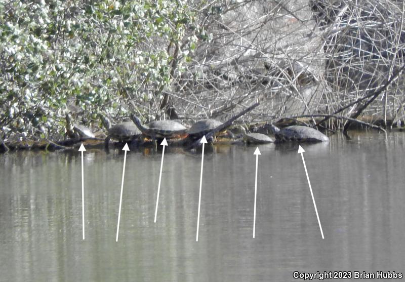 Red-eared Slider (Trachemys scripta elegans)