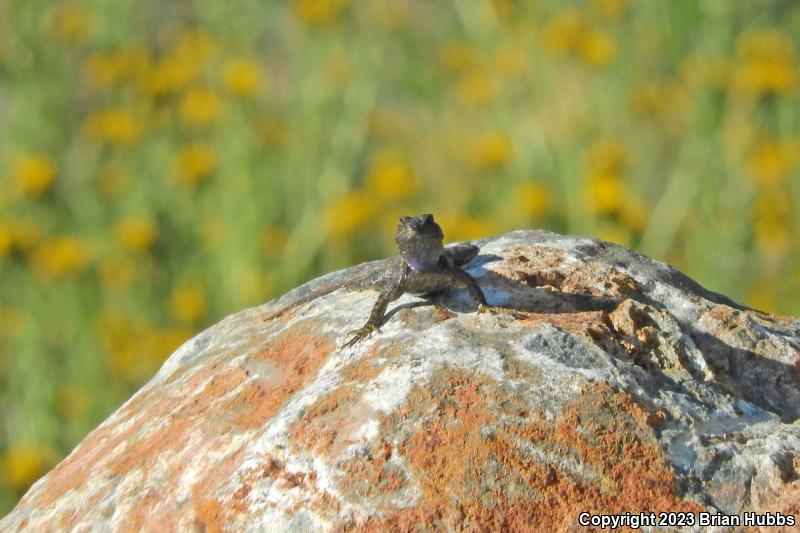 Great Basin Fence Lizard (Sceloporus occidentalis longipes)