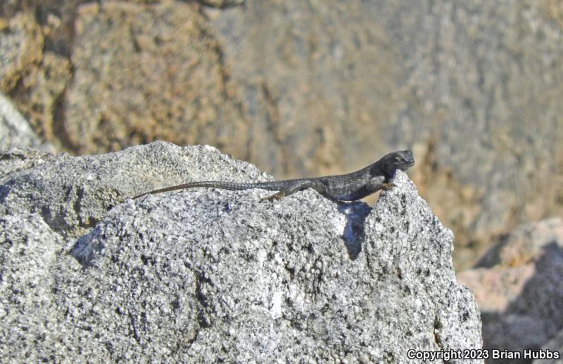 Great Basin Fence Lizard (Sceloporus occidentalis longipes)