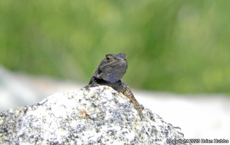 Great Basin Fence Lizard (Sceloporus occidentalis longipes)