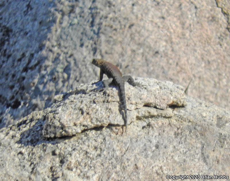 Great Basin Fence Lizard (Sceloporus occidentalis longipes)