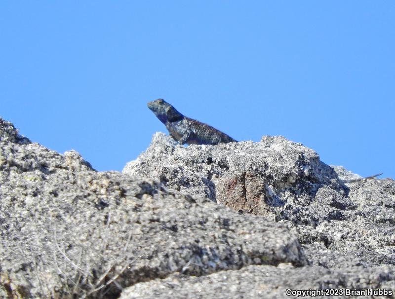 Granite Spiny Lizard (Sceloporus orcutti)