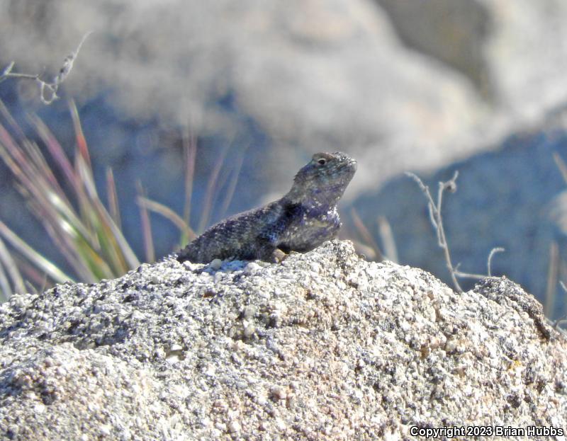 Granite Spiny Lizard (Sceloporus orcutti)