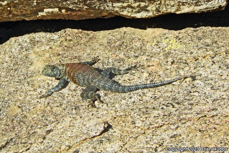 Granite Spiny Lizard (Sceloporus orcutti)