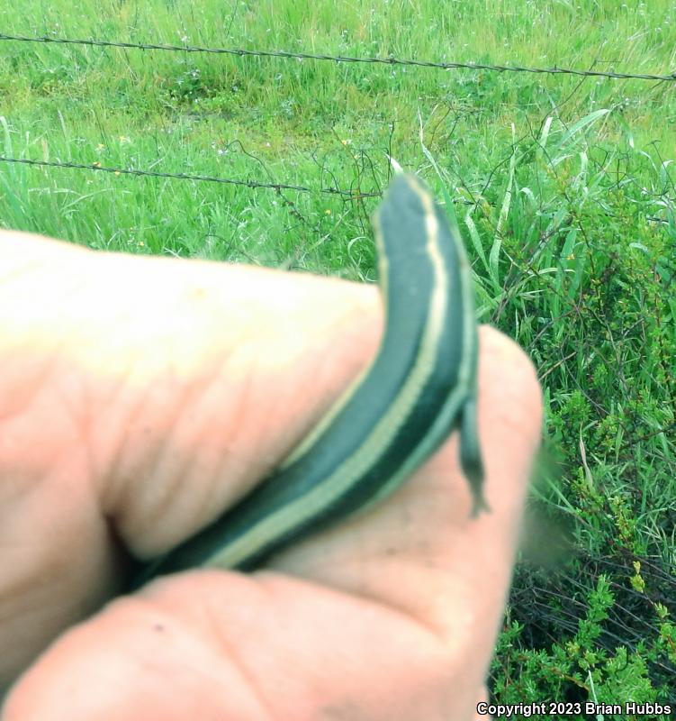 Western Skink (Plestiodon skiltonianus skiltonianus)