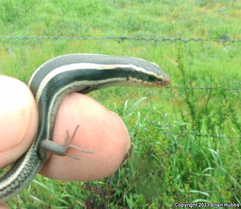 Western Skink (Plestiodon skiltonianus skiltonianus)