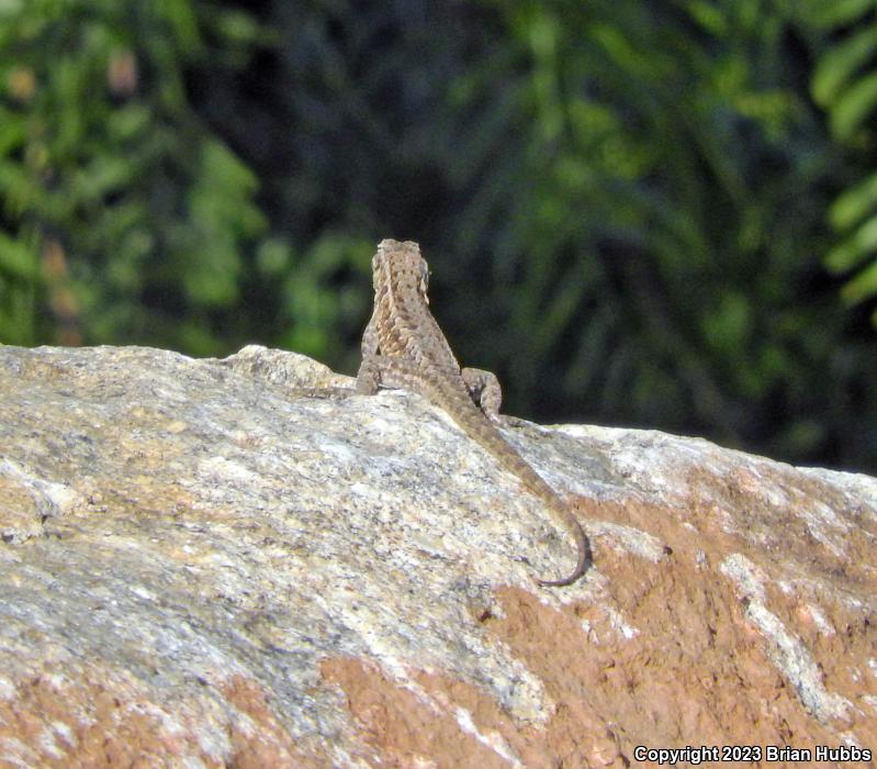 Common Side-blotched Lizard (Uta stansburiana)