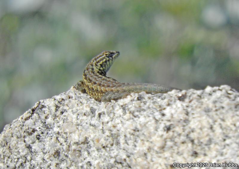 Common Side-blotched Lizard (Uta stansburiana)