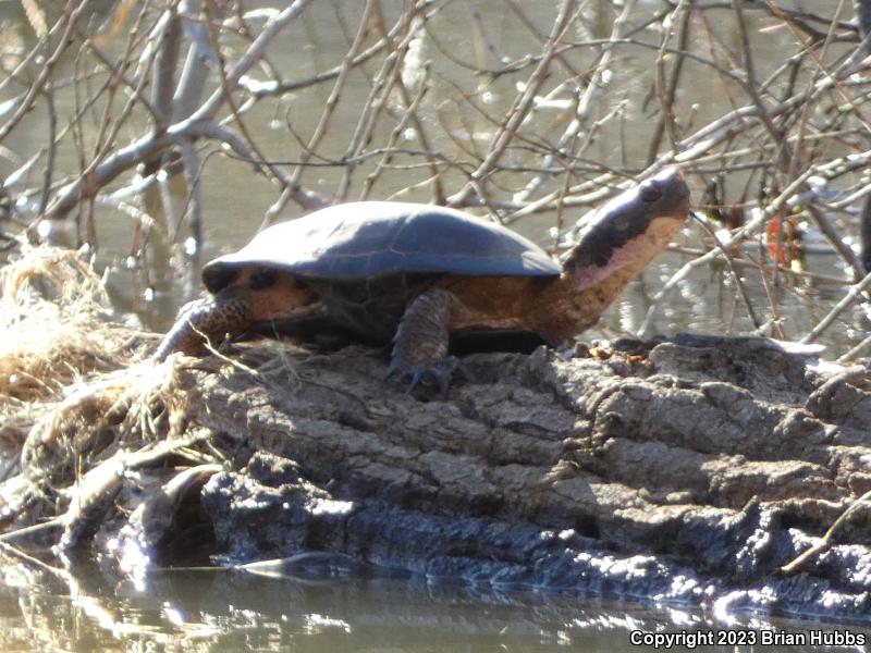 Western Pond Turtle (Actinemys marmorata)