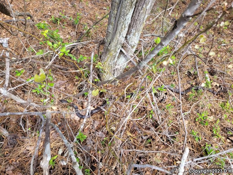 Black Ratsnake (Pantherophis obsoletus obsoletus)