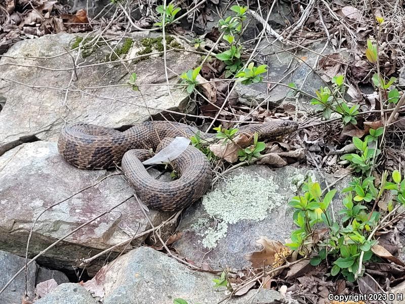 Brown Watersnake (Nerodia taxispilota)