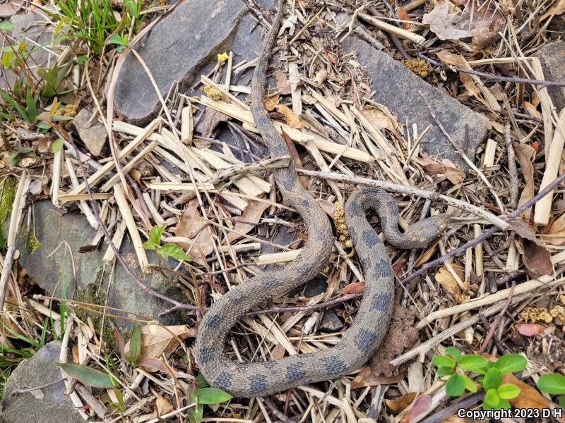 Brown Watersnake (Nerodia taxispilota)