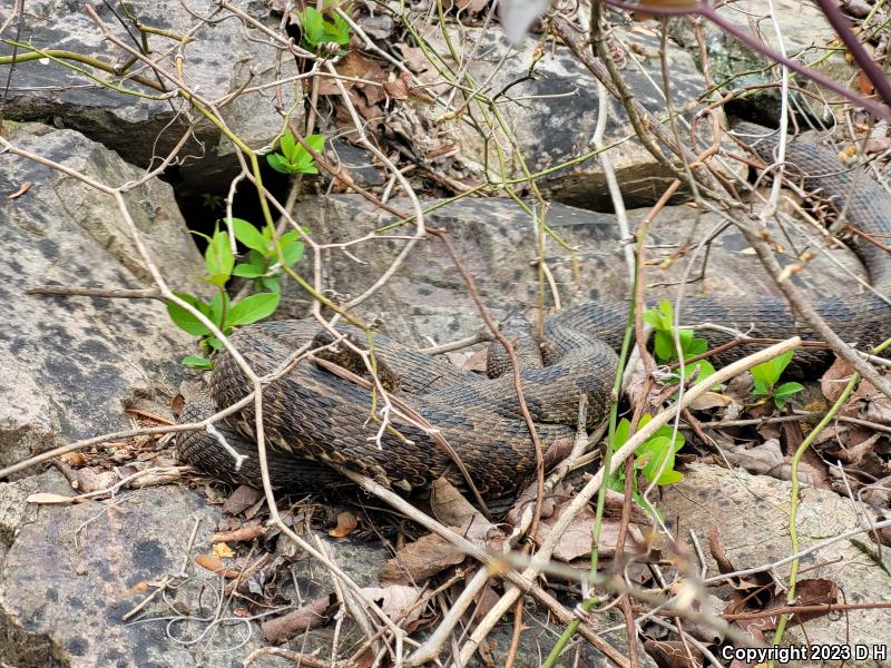 Brown Watersnake (Nerodia taxispilota)