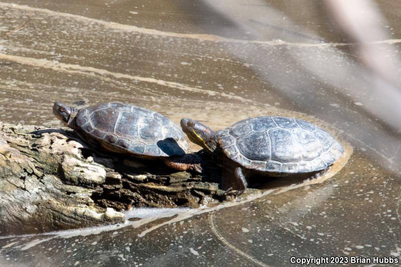 Western Pond Turtle (Actinemys marmorata)