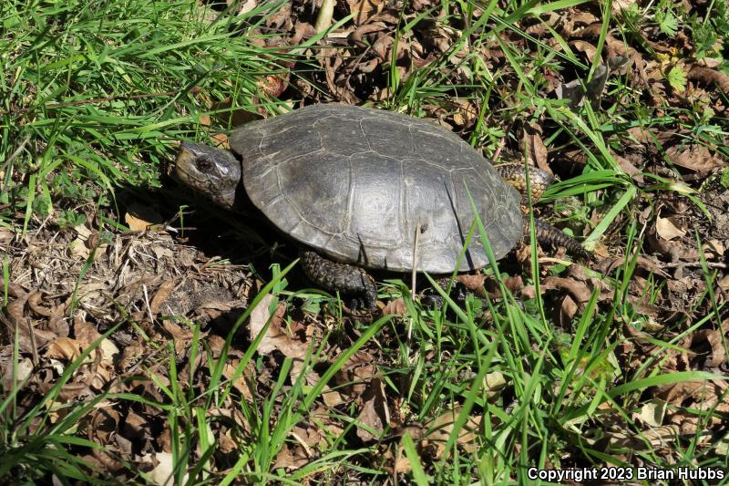 Western Pond Turtle (Actinemys marmorata)