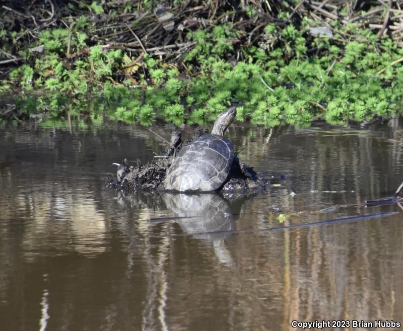 Western Pond Turtle (Actinemys marmorata)