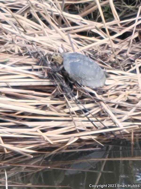 Western Pond Turtle (Actinemys marmorata)