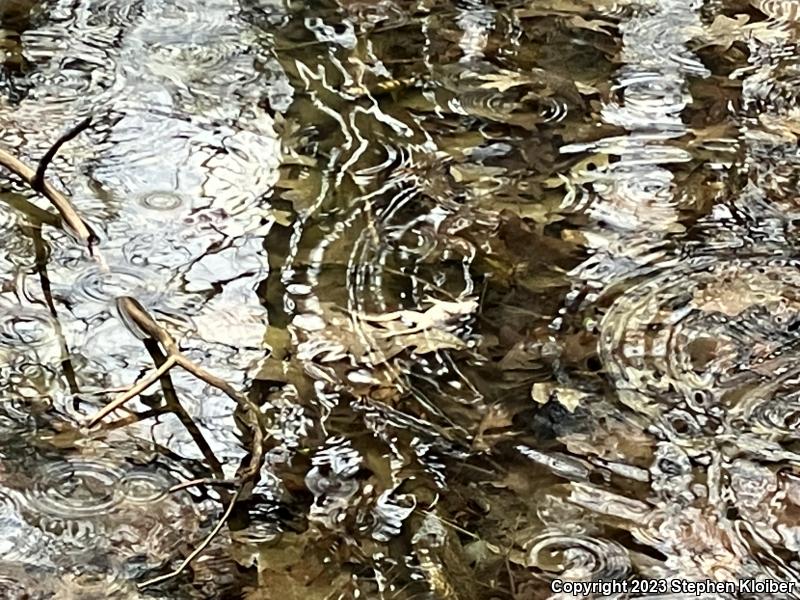 Wood Frog (Lithobates sylvaticus)