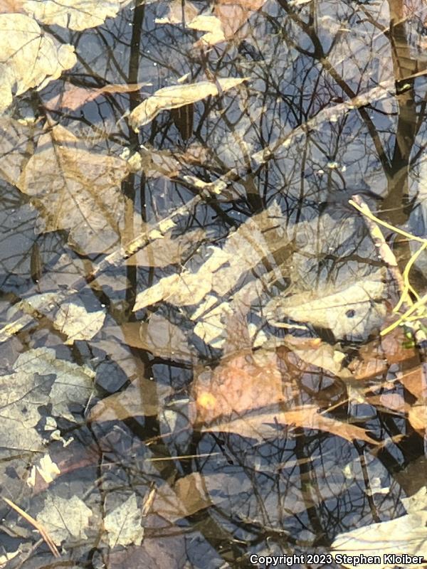 Red-Spotted Newt (Notophthalmus viridescens viridescens)