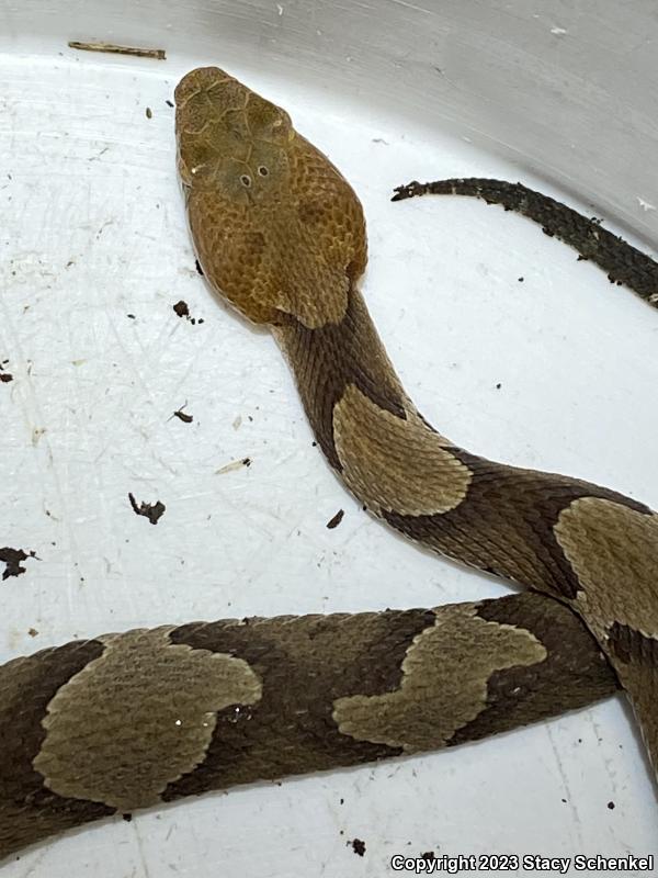 Copperhead (Agkistrodon contortrix)