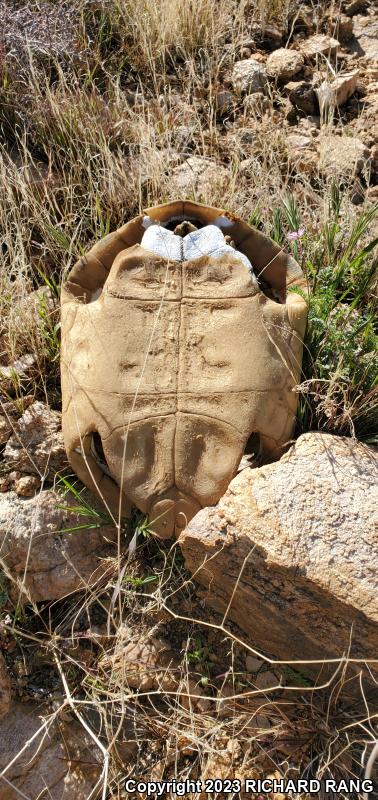 Desert Tortoise (Gopherus agassizii)