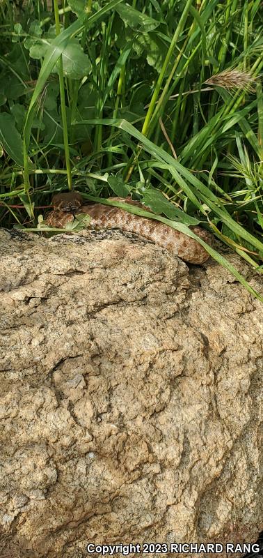 Red Diamond Rattlesnake (Crotalus ruber)