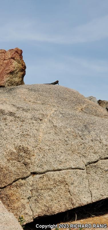 Granite Spiny Lizard (Sceloporus orcutti)