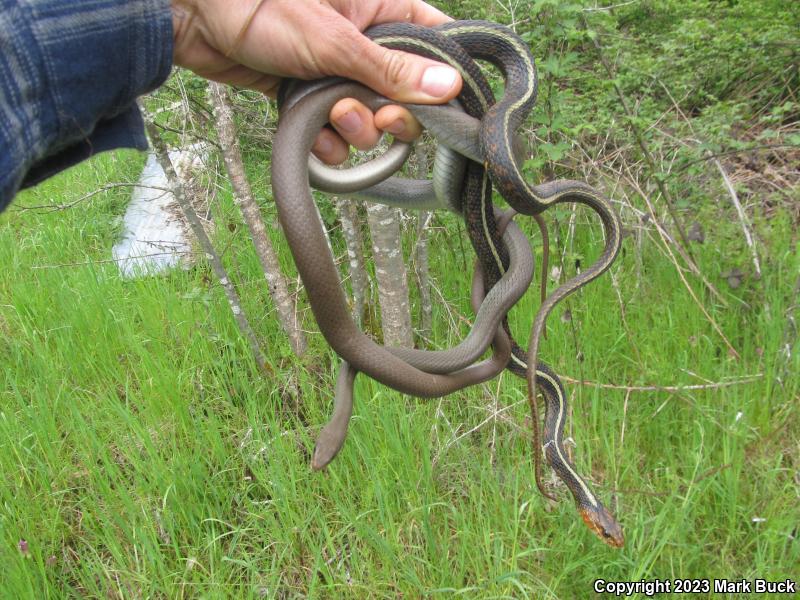 Red-Spotted Gartersnake (Thamnophis sirtalis concinnus)