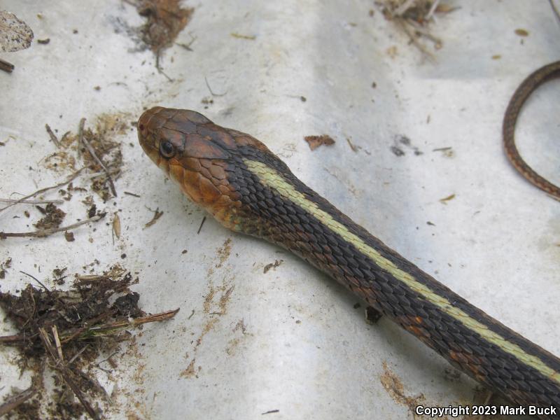 Red-Spotted Gartersnake (Thamnophis sirtalis concinnus)