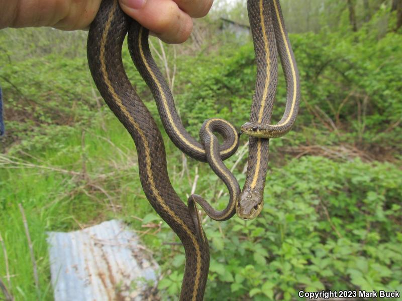 Northwestern Gartersnake (Thamnophis ordinoides)