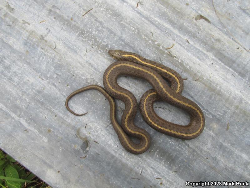 Northwestern Gartersnake (Thamnophis ordinoides)