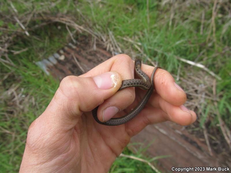 Northwestern Gartersnake (Thamnophis ordinoides)