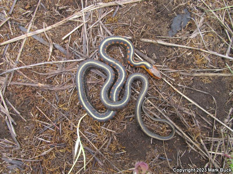 Red-Spotted Gartersnake (Thamnophis sirtalis concinnus)