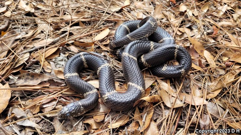 Eastern Kingsnake (Lampropeltis getula getula)