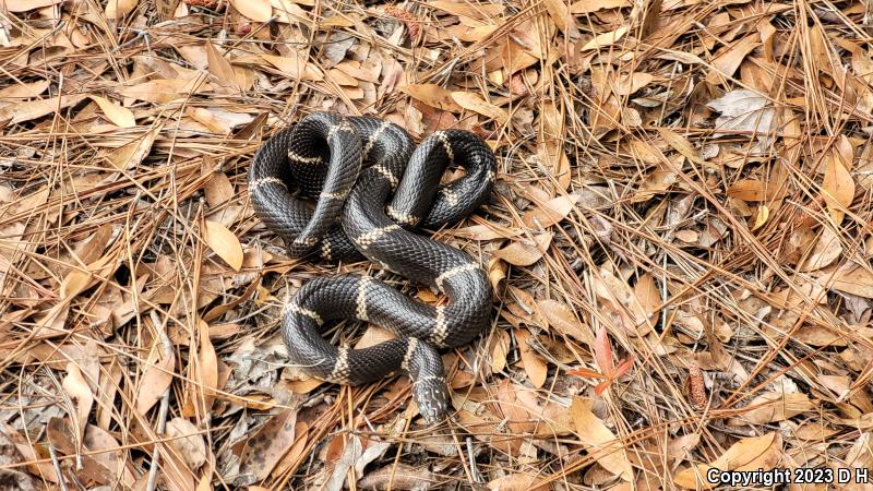 Eastern Kingsnake (Lampropeltis getula getula)