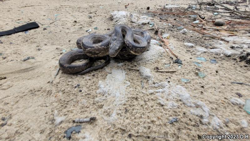 Gray Ratsnake (Pantherophis obsoletus spiloides)