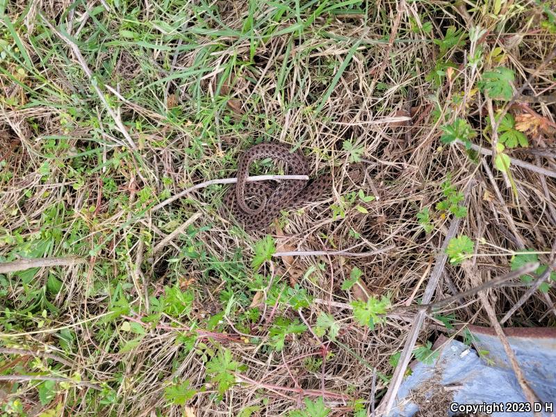 Eastern Gartersnake (Thamnophis sirtalis sirtalis)