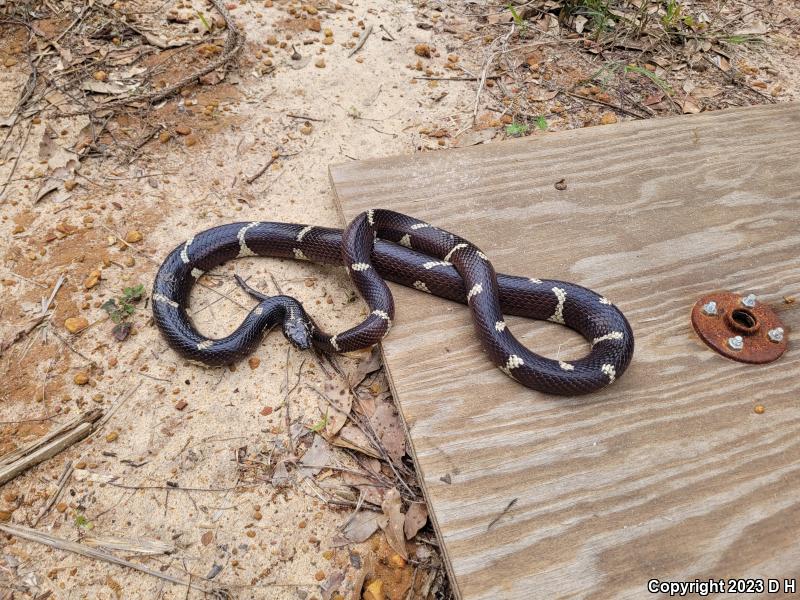 Eastern Kingsnake (Lampropeltis getula getula)