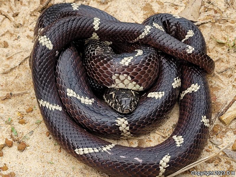 Eastern Kingsnake (Lampropeltis getula getula)