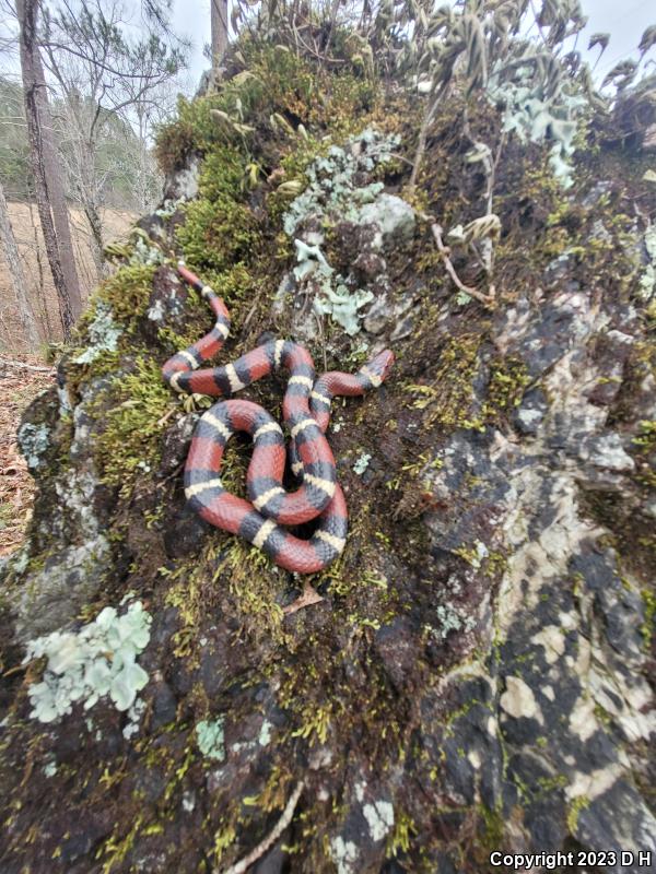 Scarlet Kingsnake (Lampropeltis triangulum elapsoides)