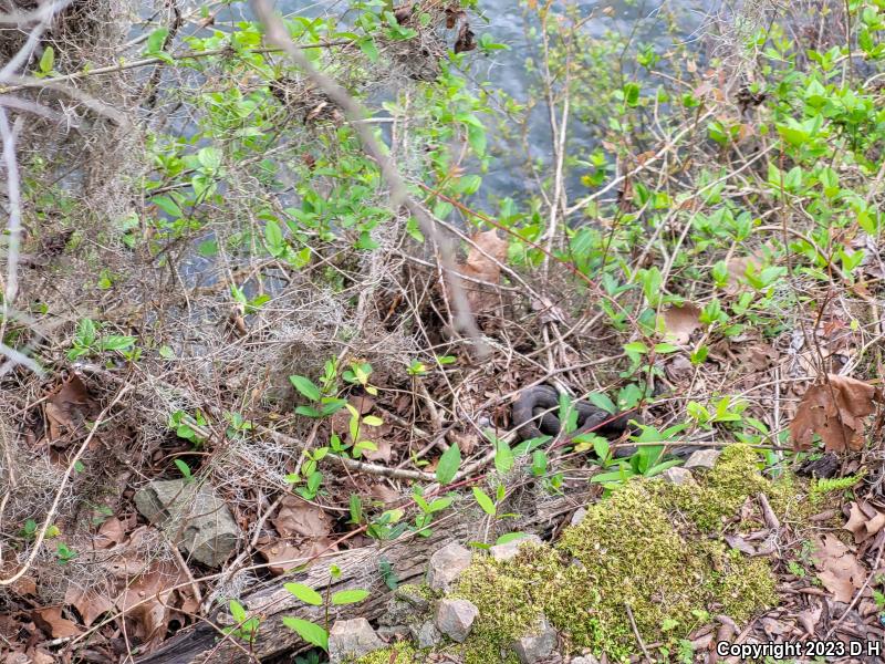 Midland Watersnake (Nerodia sipedon pleuralis)