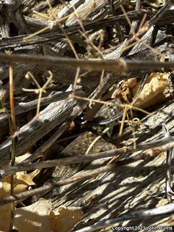 San Lucan Spiny Lizard (Sceloporus zosteromus zosteromus)