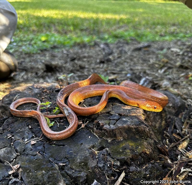 Black Ratsnake (Pantherophis obsoletus)