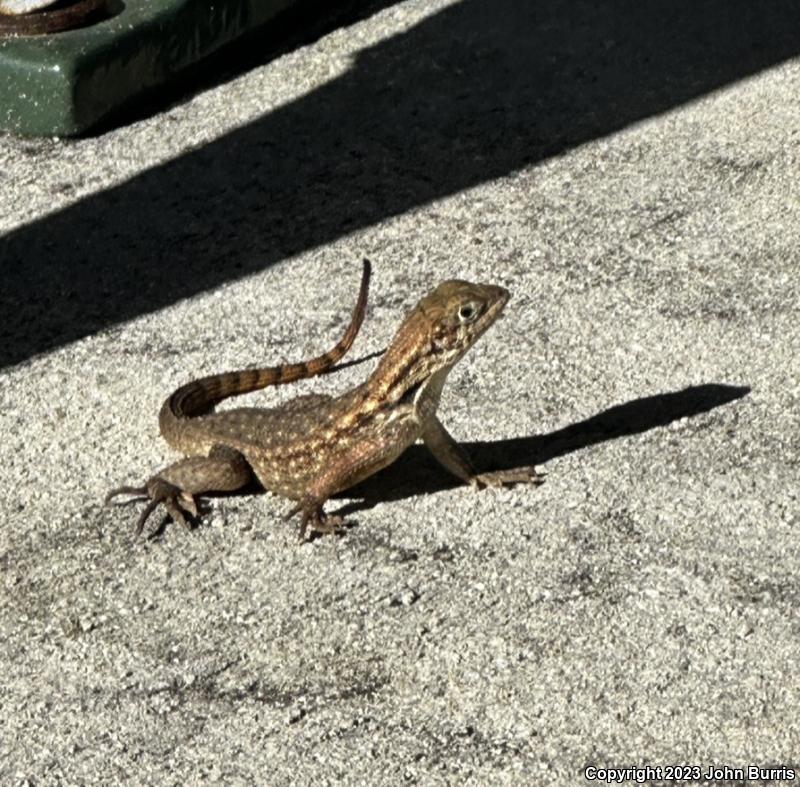 Northern Curly-tailed Lizard (Leiocephalus carinatus)