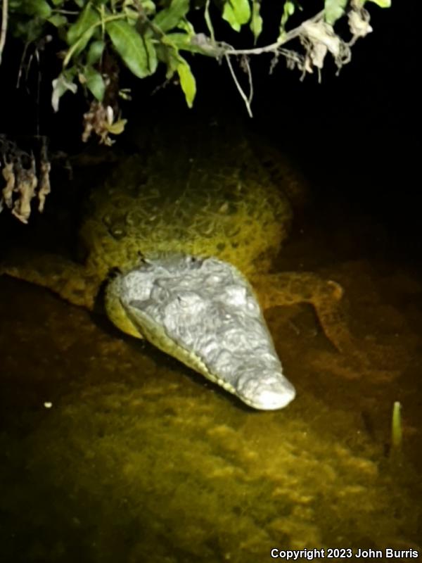 American Crocodile (Crocodylus acutus)