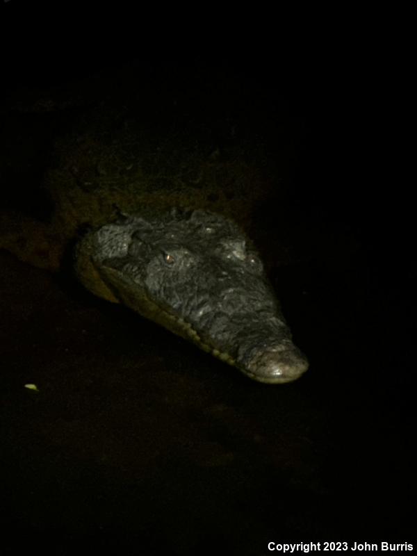 American Crocodile (Crocodylus acutus)