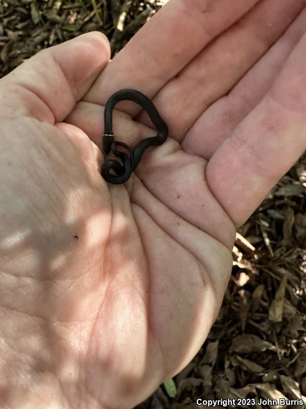 Southern Ring-necked Snake (Diadophis punctatus punctatus)