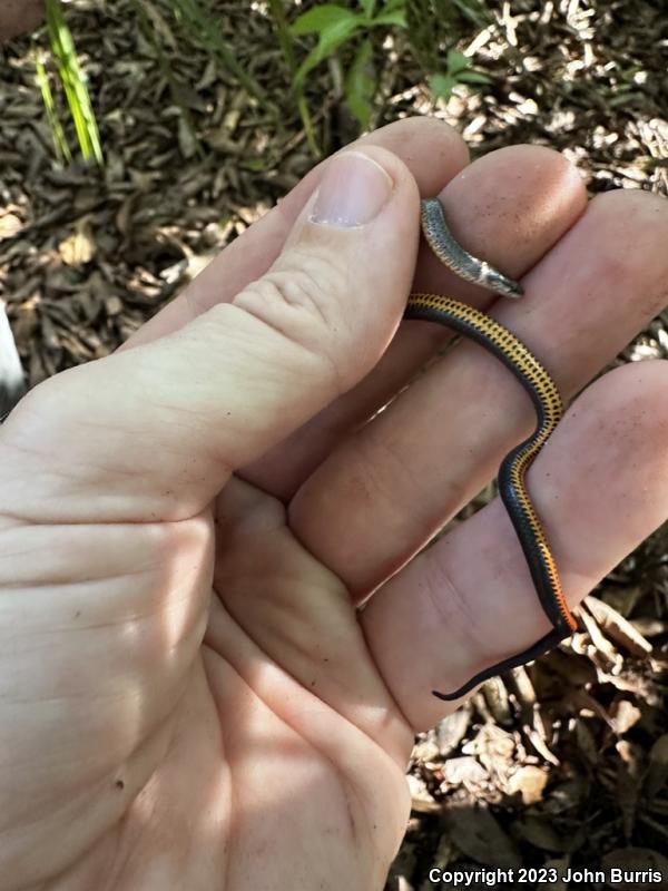 Southern Ring-necked Snake (Diadophis punctatus punctatus)